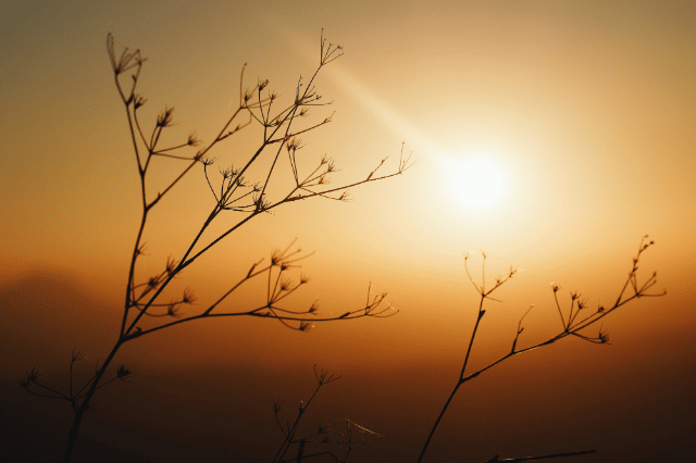 Begraven of cremeren Begraven cremeren